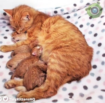 В кошачьем приюте «TinyKittens»