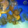 Аквариум с медузами
