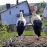 У гнезда аистов в Новом Камне