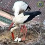 У гнезда аистов в деревне Дубне