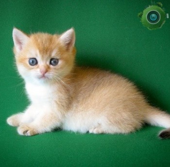 Домик для котят (Тампа, Флорида, США)