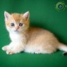Домик для котят (Тампа, Флорида, США)