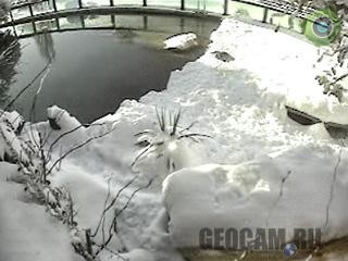 Пингвины Дублинского зоопарка