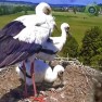 У гнезда аистов, Линдхайм, Германия