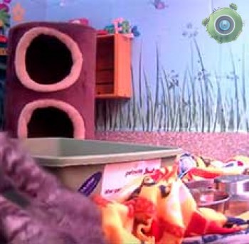 Animal Planet Live: котята