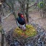 У гнезда чёрных аистов в Великопольском воеводстве