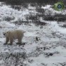 Полярные медведи с Tundra Buggy (Черчилл, Канада)