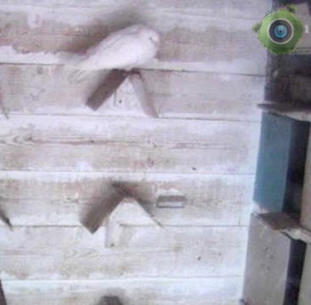 В голубятне
