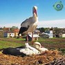 У гнезда аистов в Стары-Славацинеке