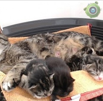Кошкин Дом  