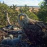 У гнезда орлана-белохвоста в Эстонии