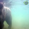Подводная   на реке Брукс