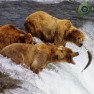Медведи: Водопады реки Брукс (Национальный парк и заповедник Катмай, штат Аляска, США)