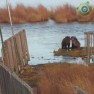 Медведи: Вниз по реке Брукс (Национальный парк и заповедник Катмай, штат Аляска, США)