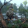 Орланы-белохвосты (Эстония)