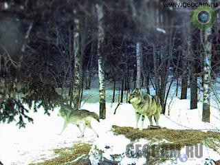 Волчье логово