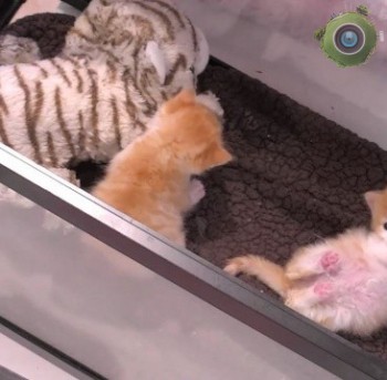 Служба Спасения Котят: новорожденные котята (Лос-Анджелес, штат Калифорния, США)