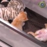Служба Спасения Котят: новорожденные котята (Лос-Анджелес, штат Калифорния, США)
