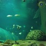 Подводная   океанариума «Ailand»