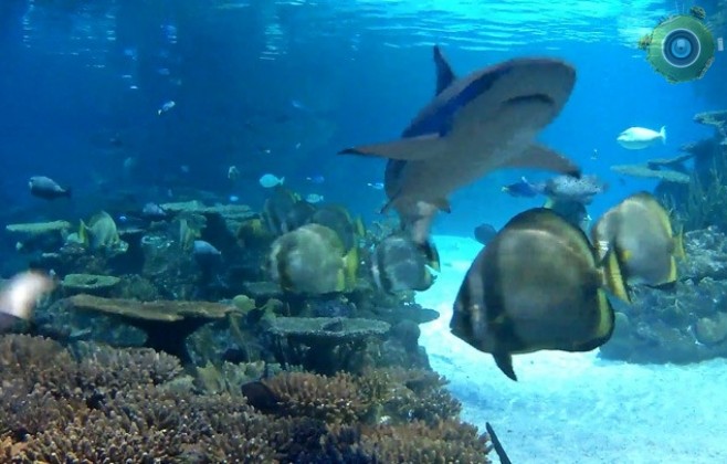 В аквариуме с рифовыми акулами