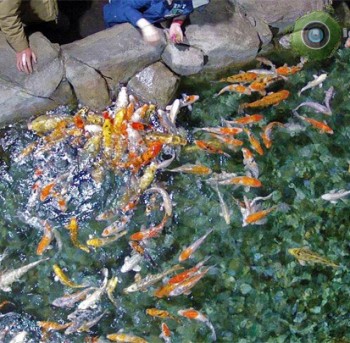 Карпы океанариума «Sochi Discovery World Aquarium»