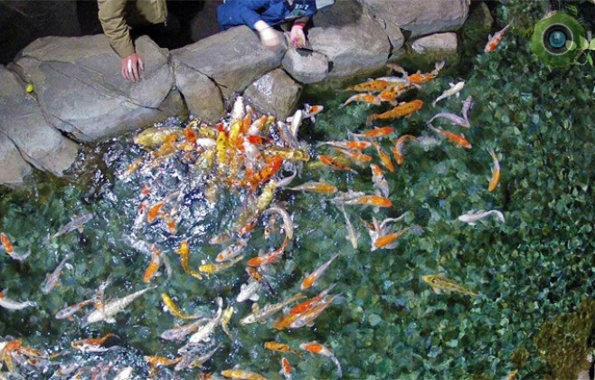Карпы океанариума «Sochi Discovery World Aquarium»