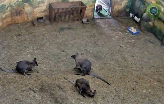 Веб-камеры Новосибирского зоопарка