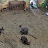 Веб-камеры Новосибирского зоопарка