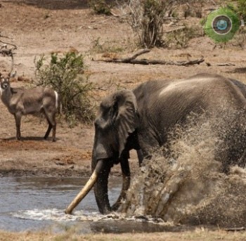 Водопой в Tembe Elephant Park. Мапуталенд (Южная Африка)