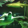 Подводная   аквариума «Ailand»: акулы и черепахи
