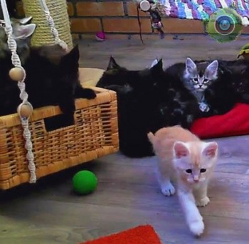 Котята мейн-кун  