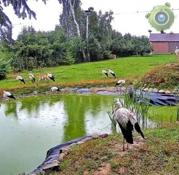 В реабилитационном центре для аистов, Козубщина, Польша