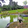 В реабилитационном центре для аистов, Козубщина, Польша